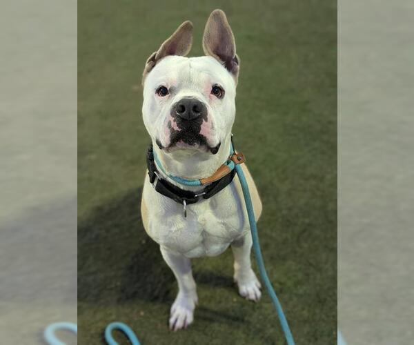 Medium Photo #2 Mutt Puppy For Sale in Las Vegas, NV, USA