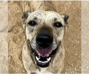 Mountain Cur-Unknown Mix Dogs for adoption in Rockaway, NJ, USA