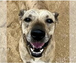 Small Mountain Cur Mix
