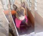 Small French Bulldog