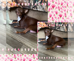 Mother of the Chihuahua puppies born on 07/02/2025