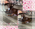 Small Photo #1 Chihuahua Puppy For Sale in FAYETTEVILLE, NC, USA