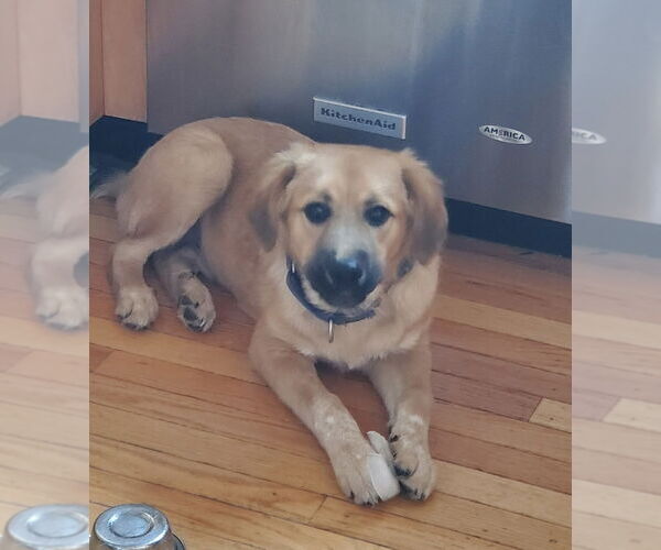 Medium Photo #5 Golden Shepherd Puppy For Sale in Pottstown, PA, USA