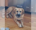 Small #4 Golden Shepherd