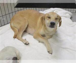 Labrador Retriever-Unknown Mix Dogs for adoption in Temple, TX, USA