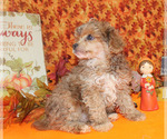 Small #36 Poodle (Toy)