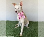 Small #2 American Staffordshire Terrier Mix