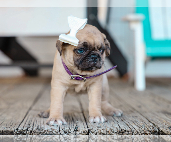 Medium Photo #3 Jug-Pug Mix Puppy For Sale in LIBERTY, KY, USA