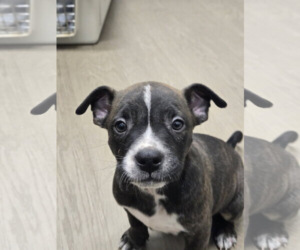 Medium Photo #1 American Staffordshire Terrier-Unknown Mix Puppy For Sale in Bardstown, KY, USA