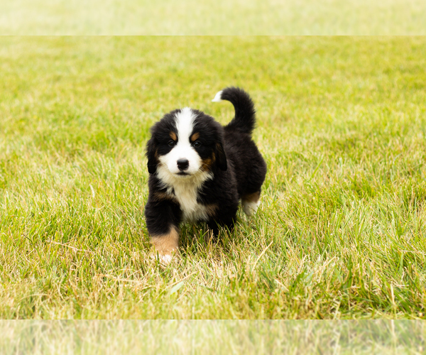 Medium Photo #3 Bernese Mountain Dog Puppy For Sale in SHIPSHEWANA, IN, USA