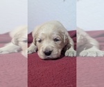 Puppy Purple girl Golden Retriever