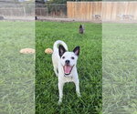 Small Chihuahua Mix