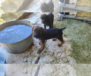 Cane Corso Puppy for sale in FALLON, NV, USA