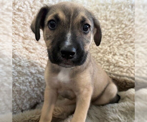 Medium Photo #8 American Pit Bull Terrier-Unknown Mix Puppy For Sale in Fargo, ND, USA