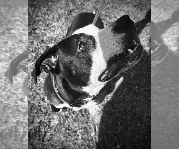 Medium Photo #1 American Pit Bull Terrier-Unknown Mix Puppy For Sale in Germantown, OH, USA