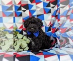 Small YorkiePoo