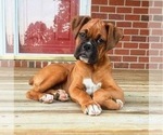 Puppy Puppy 9 Boxer