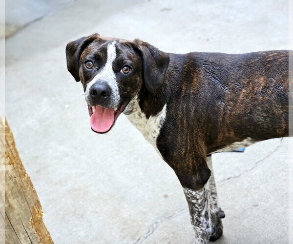 Medium Photo #3 Boston Terrier-Boxer Mix Puppy For Sale in Chicago, IL, USA