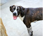 Small #2 Boston Terrier-Boxer Mix