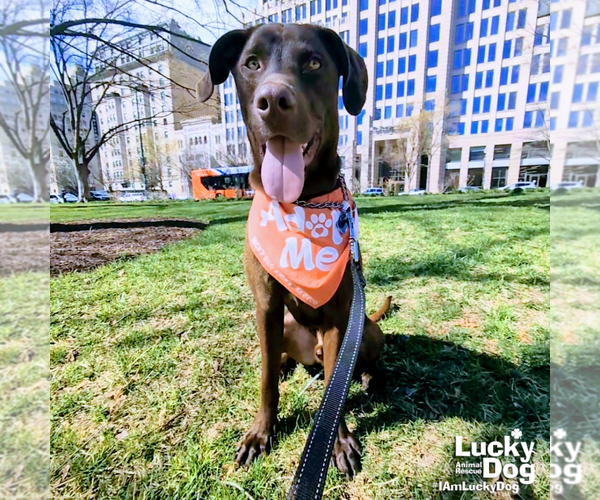 Medium Photo #7 Labrador Retriever-Unknown Mix Puppy For Sale in Washington, DC, USA