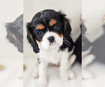 Small Photo #21 Cavalier King Charles Spaniel Puppy For Sale in HIGHLAND, UT, USA