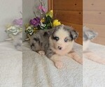 Small #1 Australian Shepherd