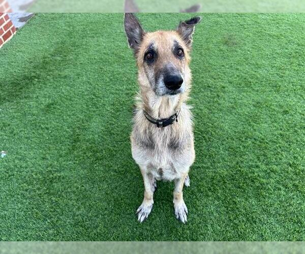 Medium Photo #2 German Shepherd Dog-Unknown Mix Puppy For Sale in Grand Prairie, TX, USA