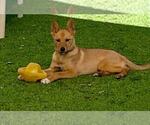 Small #3 Mutt
