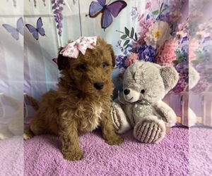 Goldendoodle mix (+ Poodle Miniature) Puppy for sale in CENTER HILL, FL, USA