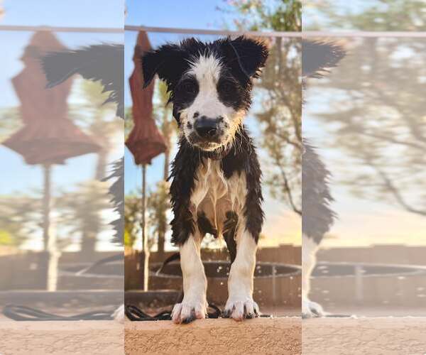 Medium Photo #5 Border-Aussie Puppy For Sale in Cave Creek, AZ, USA
