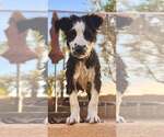 Small #4 Border-Aussie