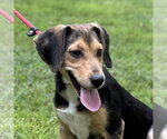 CLOVER - Female Beagle Dog for Adoption - Small photo