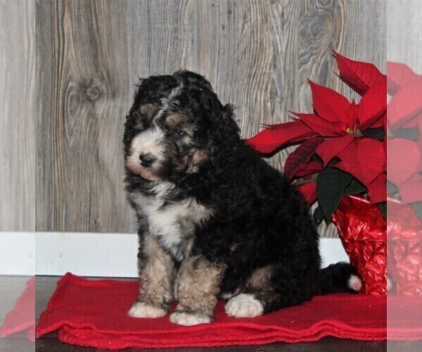Medium Photo #6 Bernedoodle Puppy For Sale in HONEY BROOK, PA, USA