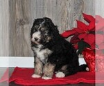 Small Photo #6 Bernedoodle Puppy For Sale in HONEY BROOK, PA, USA