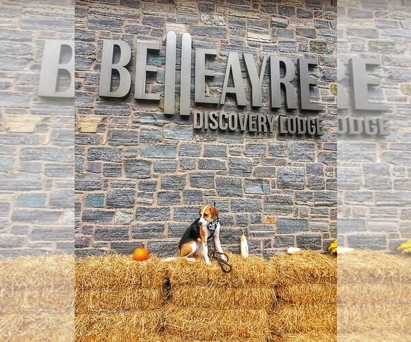 Medium Photo #20 Beagle-Unknown Mix Puppy For Sale in Fultonham, NY, USA