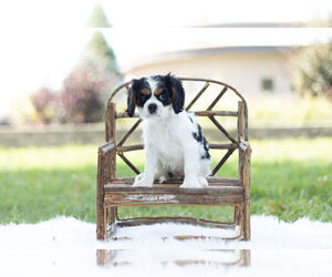 Cavalier King Charles Spaniel Puppy for Sale in WARSAW, Indiana USA