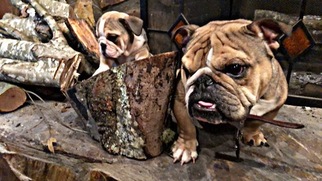 English Bulldogge Puppy for sale in LOCUST GROVE, GA, USA