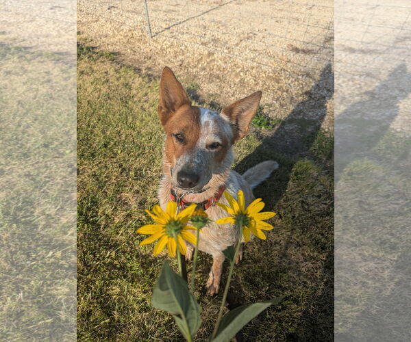 Medium Photo #2 Red Heeler-Unknown Mix Puppy For Sale in Kewanee, IL, USA