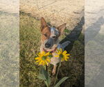 Small #1 Red Heeler Mix