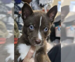 Siberian Husky-Unknown Mix Dogs for adoption in Matawan, NJ, USA