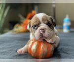 Small Photo #4 Olde English Bulldogge Puppy For Sale in OVERLAND, KS, USA