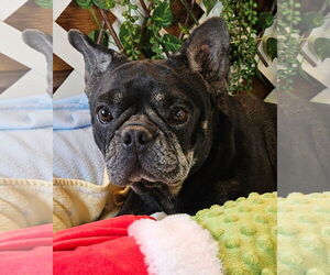 French Bulldog Dogs for adoption in Bon Carbo, CO, USA