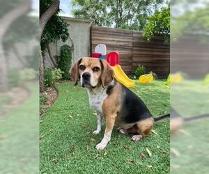 Louie-He's got a sponsor! - Male Puggle Dog for Adoption - Photo #12