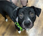 Small #5 American Pit Bull Terrier Mix