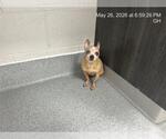 Small Chihuahua