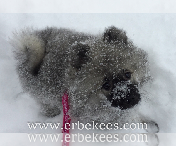 Medium Photo #59 Keeshond Puppy For Sale in FAYETTEVILLE, TN, USA
