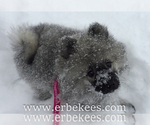 Small Photo #59 Keeshond Puppy For Sale in FAYETTEVILLE, TN, USA