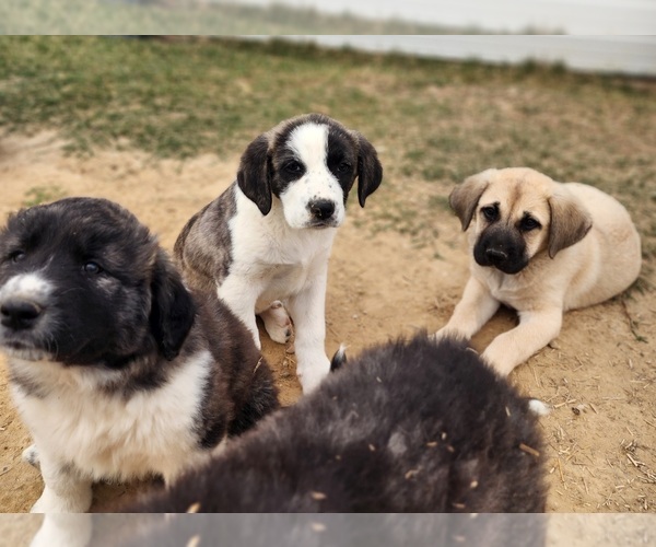 Medium Photo #10 Anatolian Shepherd Puppy For Sale in CUMBY, TX, USA