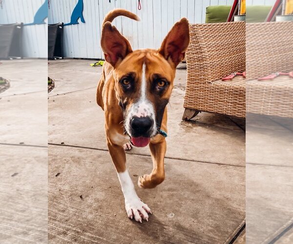 Medium Photo #1 Australian Shepherd-Boxer Mix Puppy For Sale in Newport Beach, CA, USA