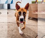 Small Photo #1 Australian Shepherd-Boxer Mix Puppy For Sale in Newport Beach, CA, USA